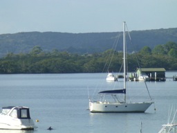 Brisbane Waters Dolphin